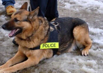 Te zwierzaki znalazły posadę w Policji