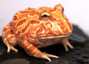 Żaba rogata. Zwierzak dla geeka