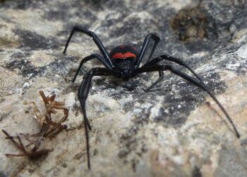 Groźniejszy od żmii. Jadowity pająk już w Polsce?