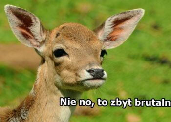 Nowy Bambi dla „wrażliwych” widzów. Disney jak zwykle przesadza
