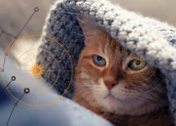 Kotoskop. Co znak zodiaku mówi o Twoim kocie?