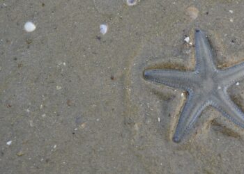 Rozgwiazdy to chodzące głowy. Mogą ich posiadać nawet kilkadziesiąt