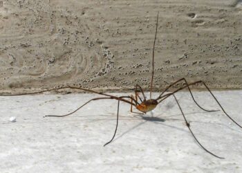 Ludzie mylą go z pająkiem. Kilka faktów o kosarzu